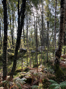 Autumnal Forest View in the Scottish Highlands